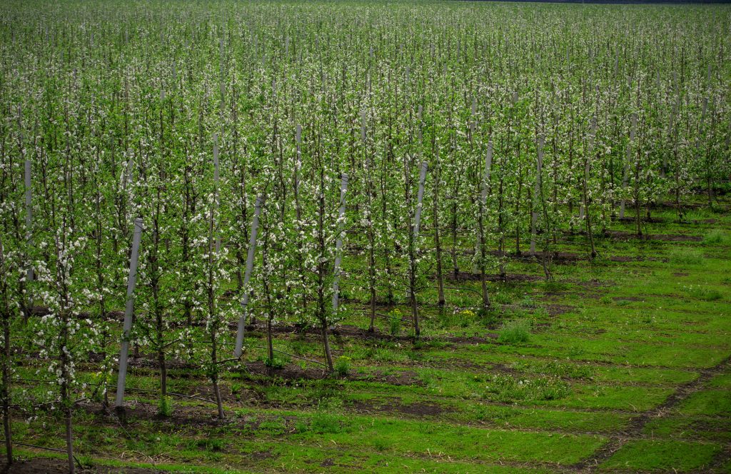 Beneficios de los bioestimulantes para floración