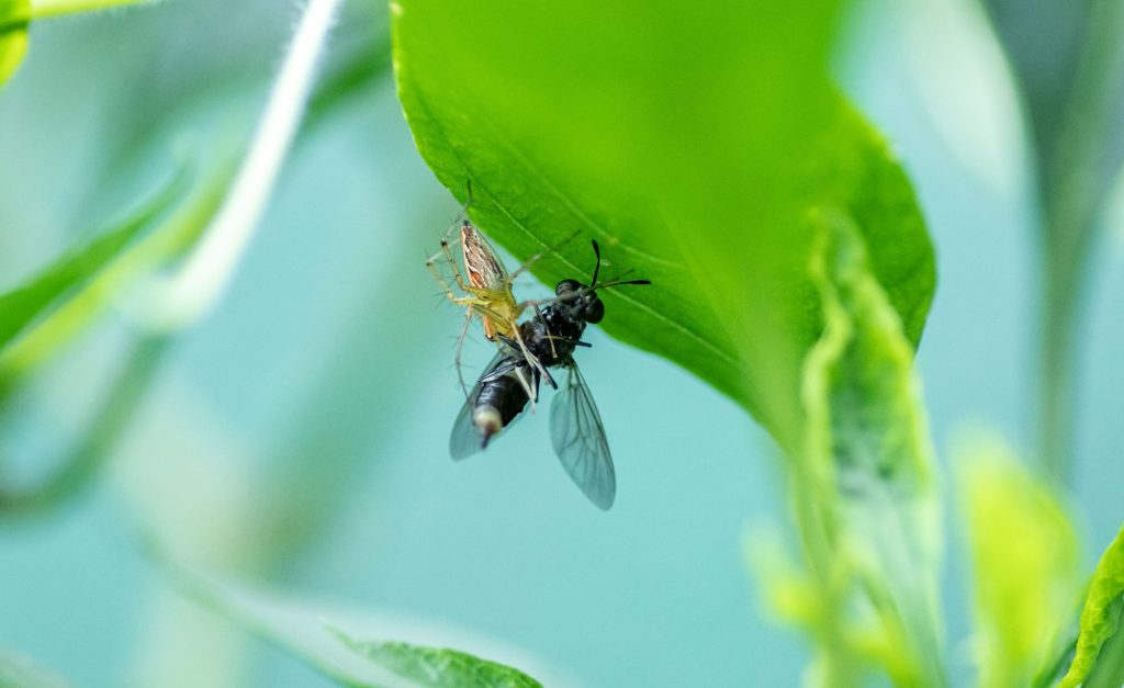 Biocontrol residuo cero