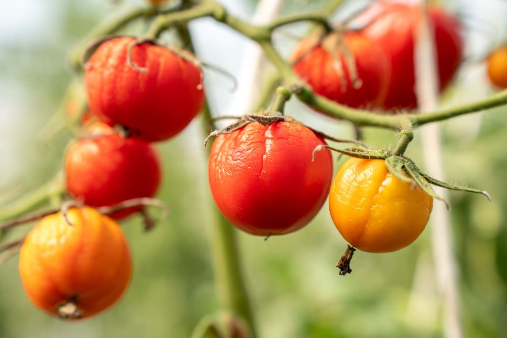 Enfermedades en tomates por exceso de humedad