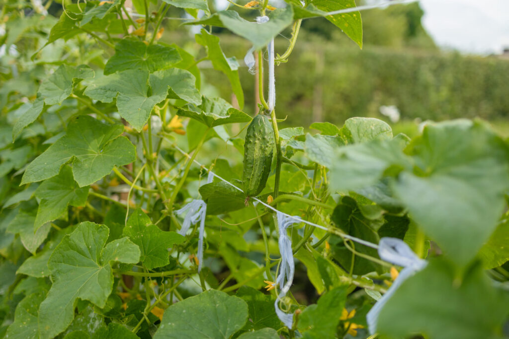 Productos Ecológicos Agrícolas