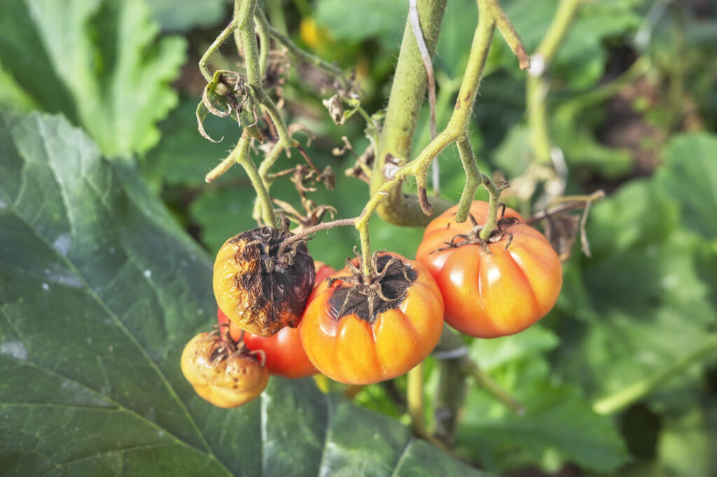 Alternariosis del Tomate