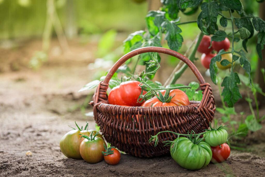 Agricultura de Subsistencia