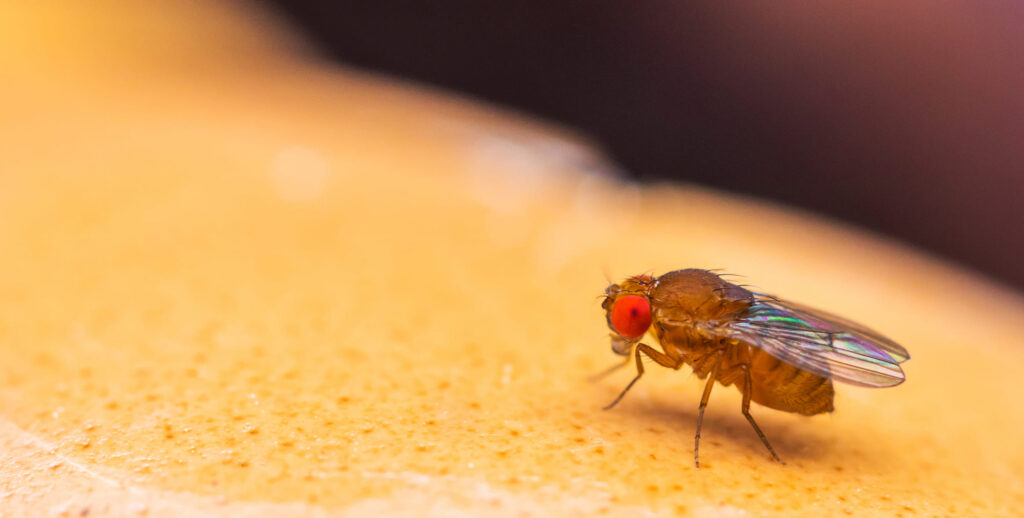 Bactrocera Oleae