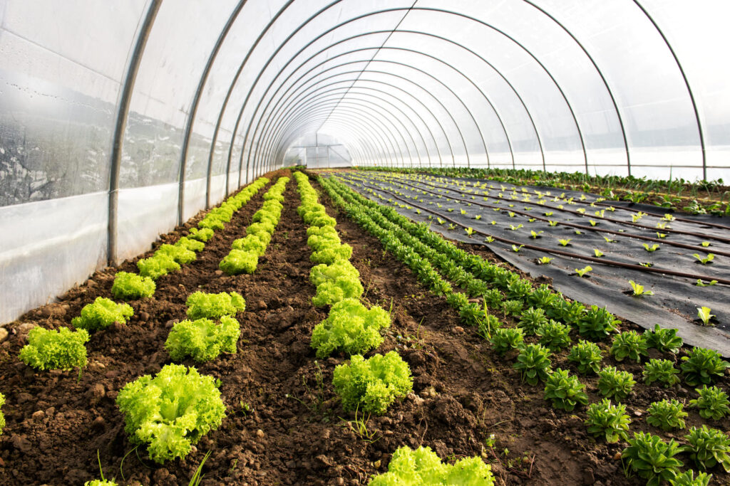 agricultura intensiva