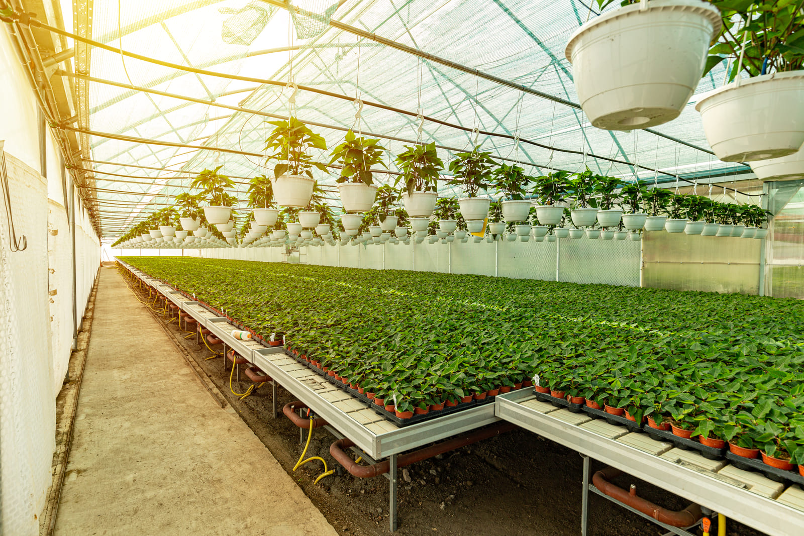 Tubos De Cultivo De Hortalizas Kit De Cultivo Hidropónico Con 36