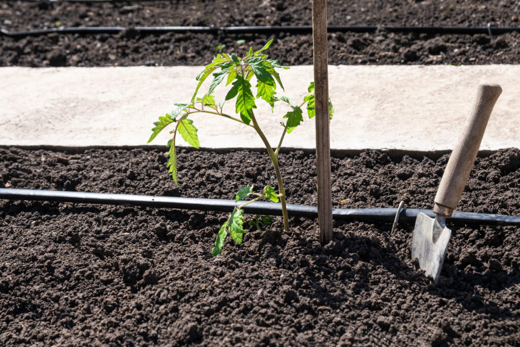 Riego de Tomates, todo lo que necesitas saber sobre el