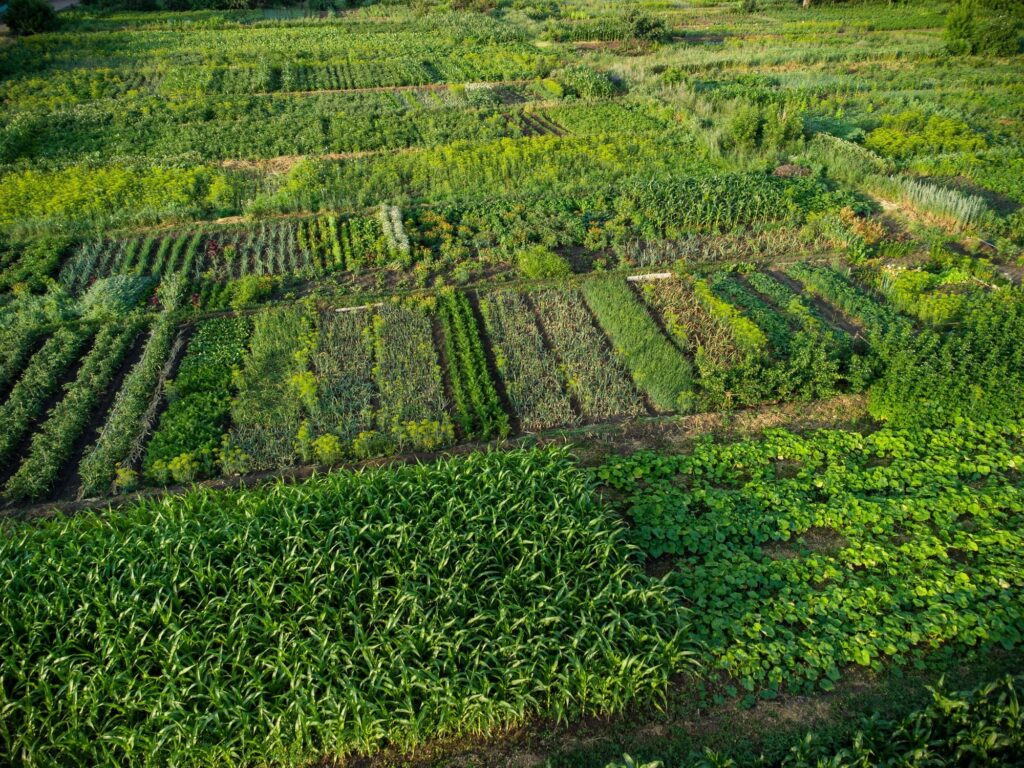 Agricultura Sinérgica