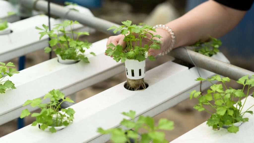 Hidroponía: La Revolución del Cultivo sin Suelo