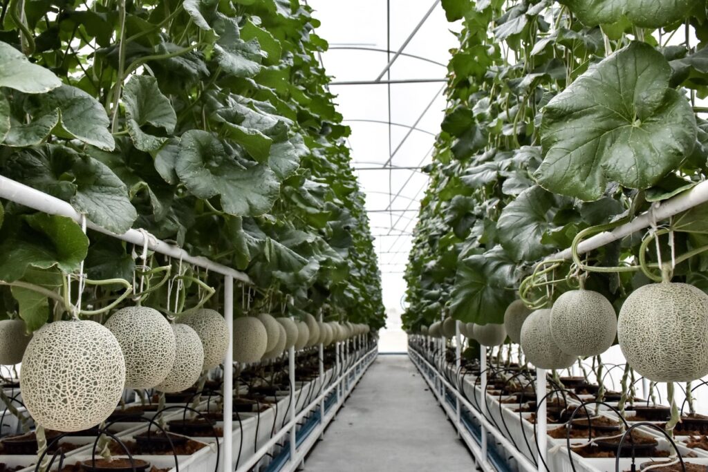 Agricultura Hidropónica