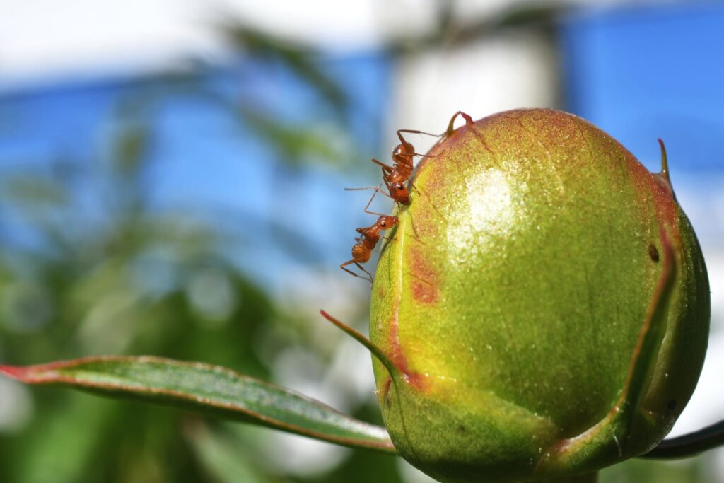 Productos para Controlar la Araña Roja Agrícola