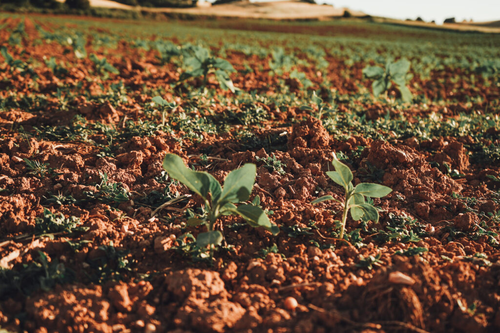 Tratamiento de suelos agrícolas degradados