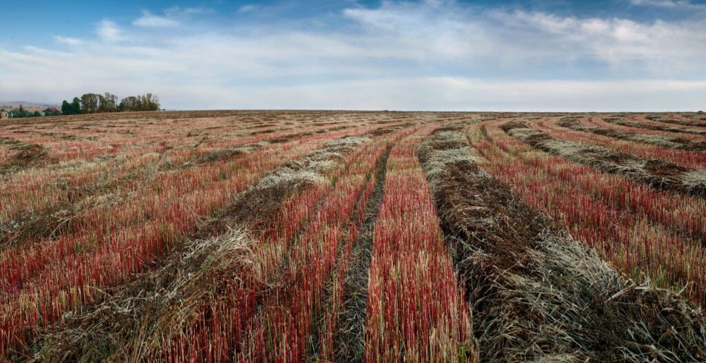 Monocultivo: Impactos, Ventajas y Desventajas en la Agricultura Contemporánea