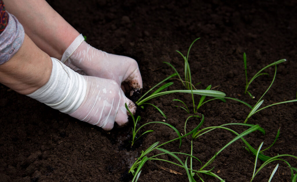 Control de enfermedades vegetales liveplant