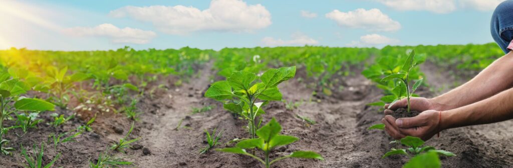 Por qué es importante cuidar el suelo para la agricultura