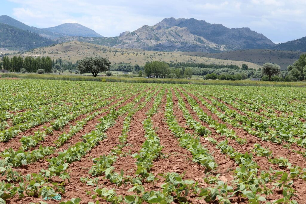 Manejo de suelos agrícolas