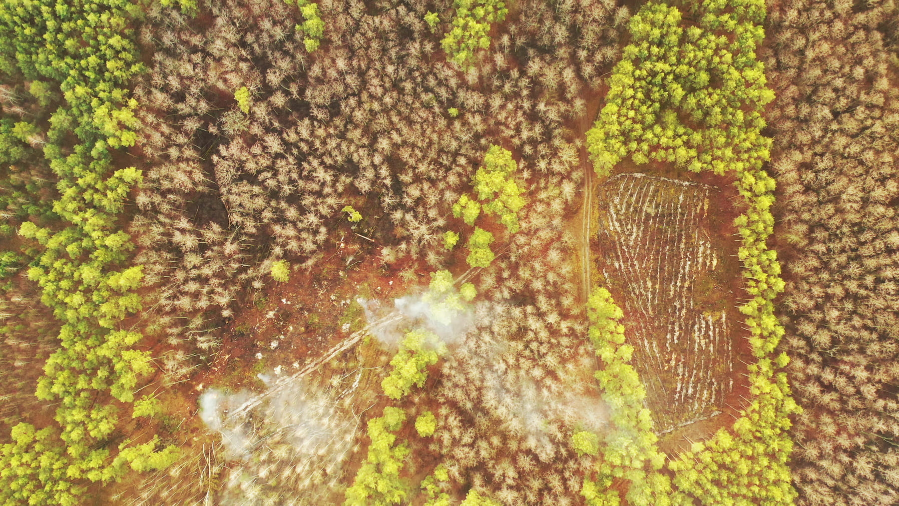 Trichoderma en agricultura: aplicaciones prácticas y beneficios