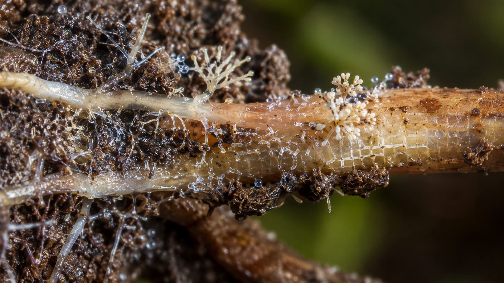 Bacillus subtilis y otros microorganismos beneficiosos en agricultura