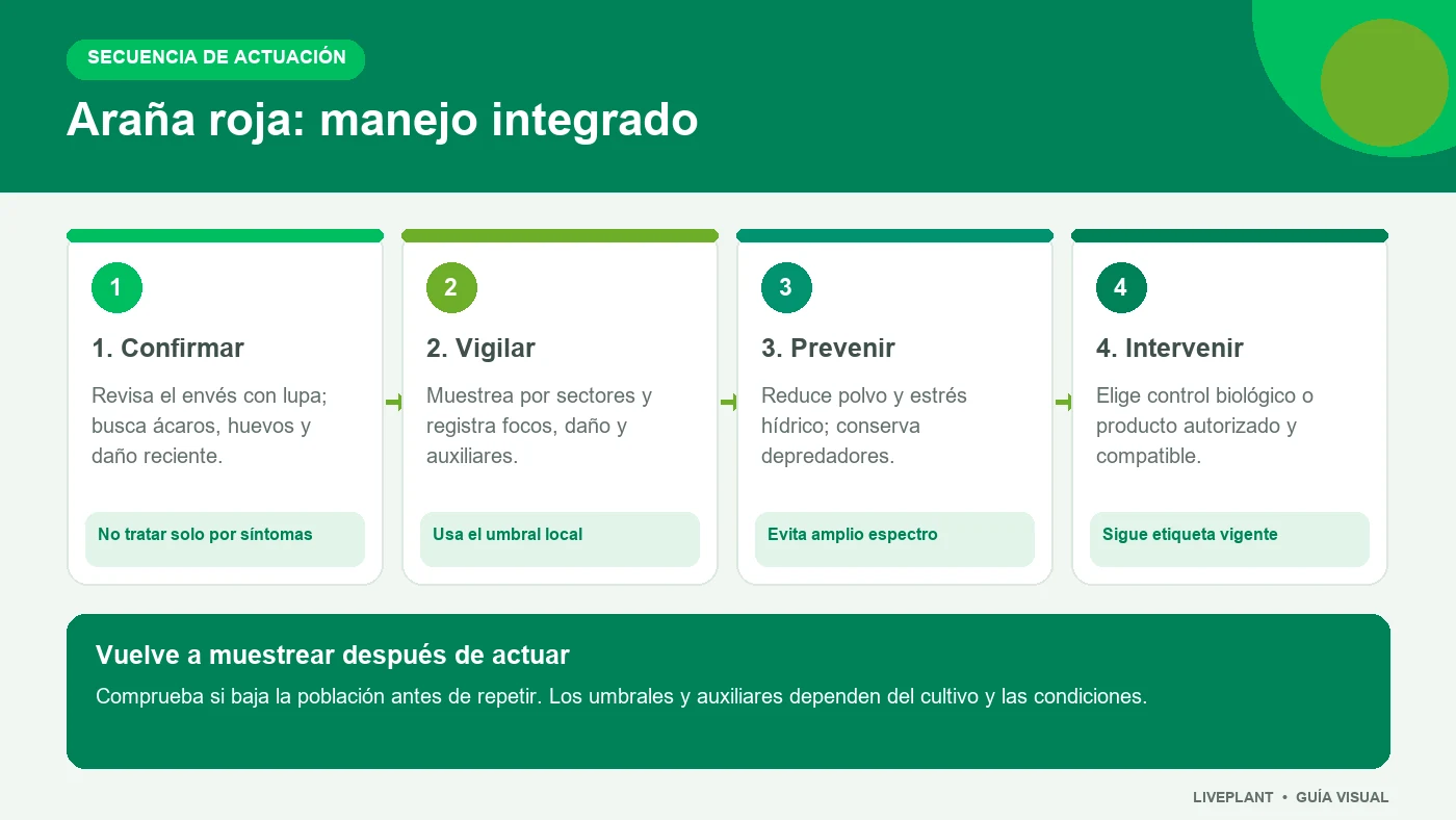 Infografía con cuatro fases para el manejo integrado de la araña roja